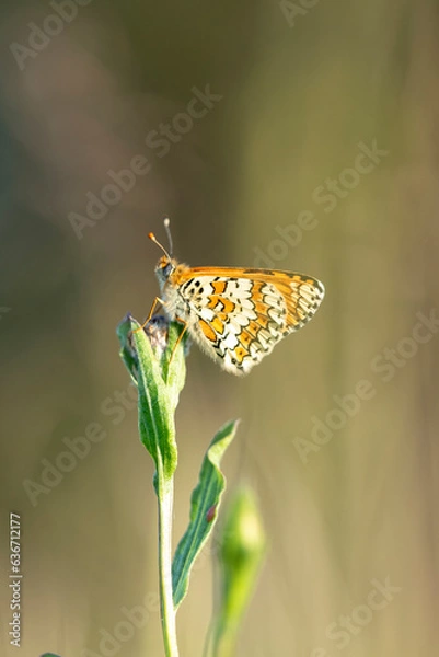 Obraz papillon damier orangé