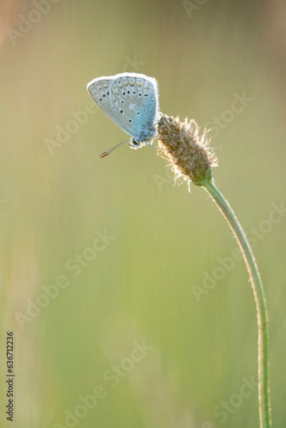 Obraz papillon azuré