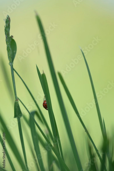 Obraz coccinelle herbe