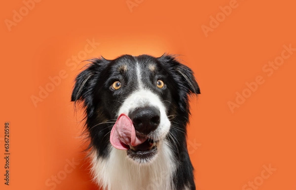Obraz hungry puppy dog eating. Border collie licking its lips with tongue. Isolated on orange background, Halloween season.