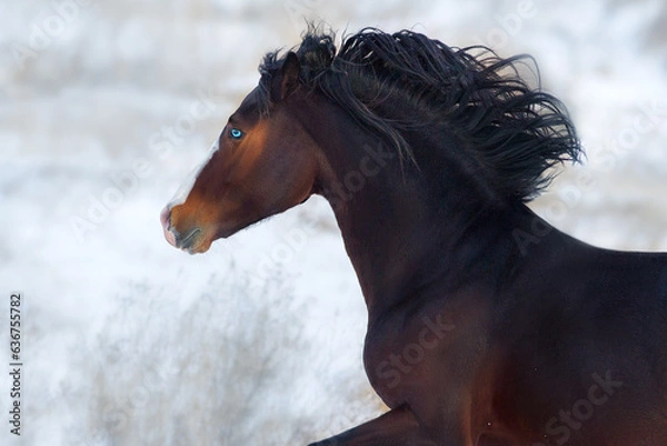 Obraz Horse free run in snow