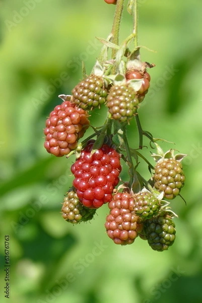Obraz Beeren