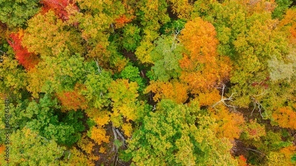 Fototapeta Aerial of the autumn foliage a dense forest in fall colors