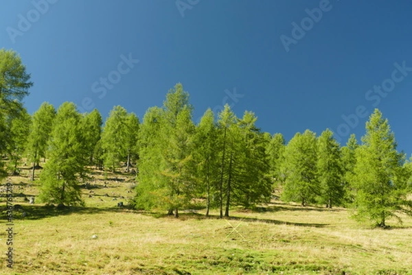 Obraz Bäume im Sommer