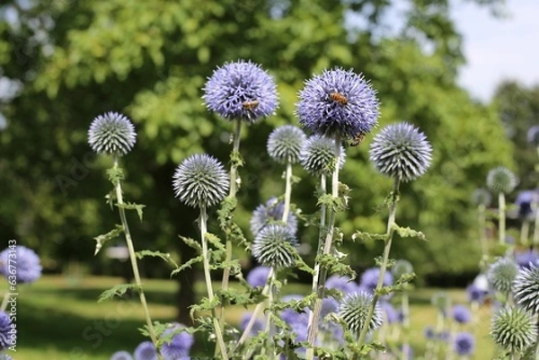 Obraz Closeup of blue globe-thistles with honey bees.