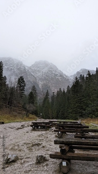 Obraz Forest in Poland