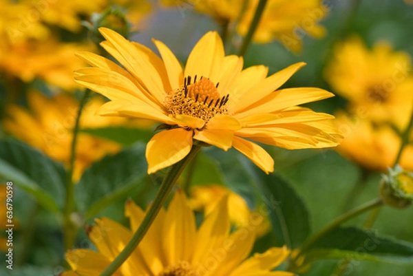Obraz Close up from a Jerusalem artichoke flower in the garden