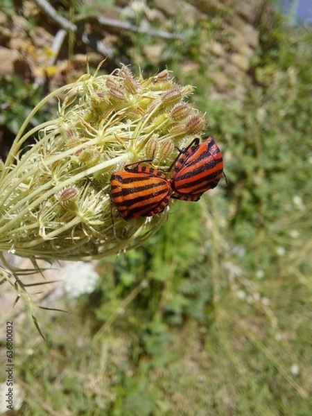 Fototapeta bee on a flower