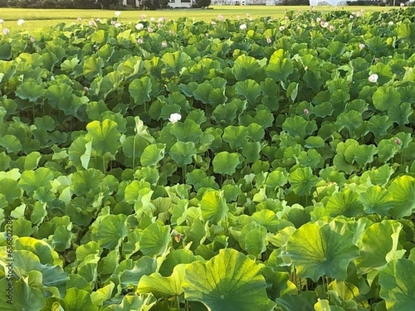 Obraz 200821田んぼ見崎

夕やけ
田んぼ
空
雲
はれ
山形市見崎

200821田圃
200821田んぼ渋江
200821田んぼ見崎