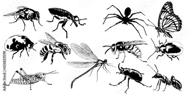 Obraz Insects and bugs vector set