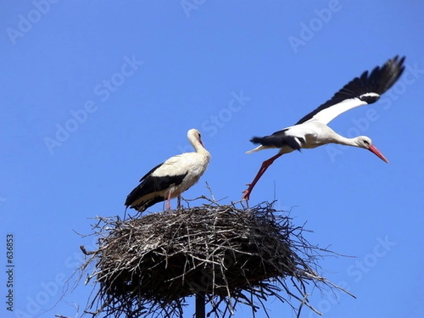 Obraz thus far expensive...