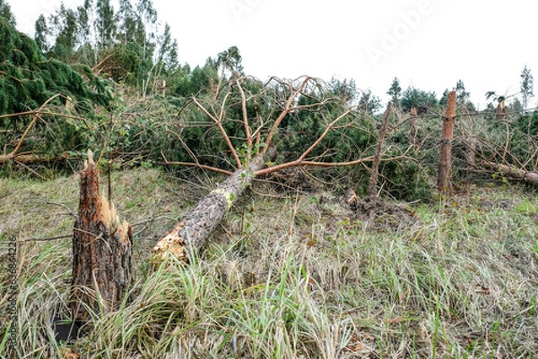 Obraz Consequences of the storm in Latvia, Zemgale. On August 7, a hurricane-force storm raged in Latvia, which felled trees and damaged houses. Trees broken by the storm.