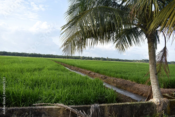 Fototapeta View of paddy fields with coconut trees. Clear sky background and good weather in Johor, Malaysia.