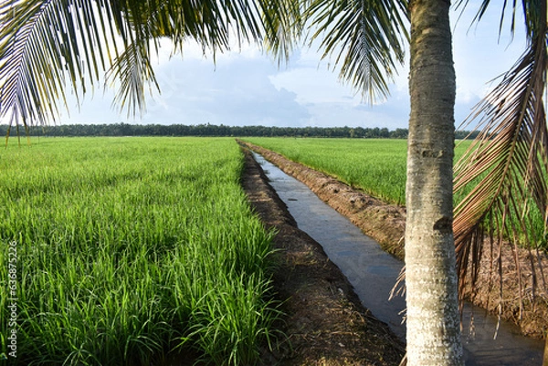 Fototapeta View of paddy fields with coconut trees. Clear sky background and good weather in Johor, Malaysia.