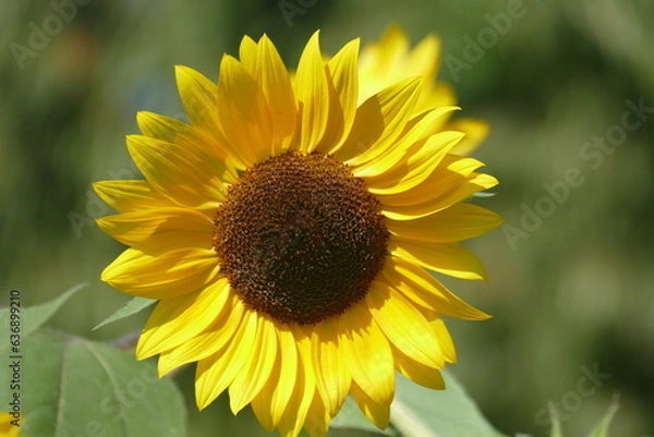 Obraz Sonnenblume
