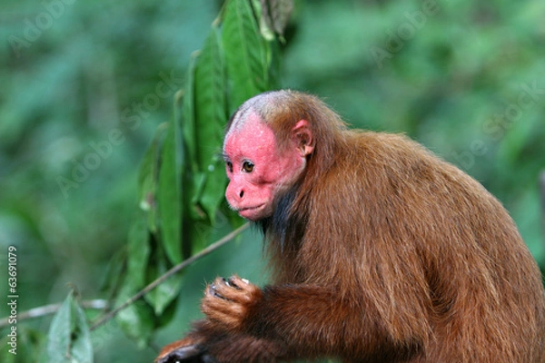 Fototapeta Bald Uakari Monkey