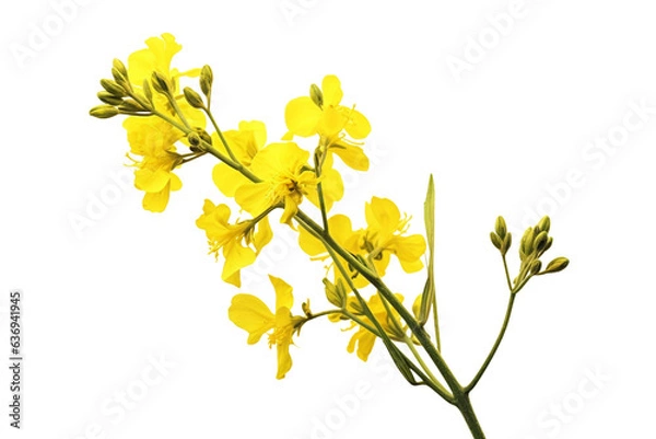 Obraz Rapeseed flower. isolated object, transparent background