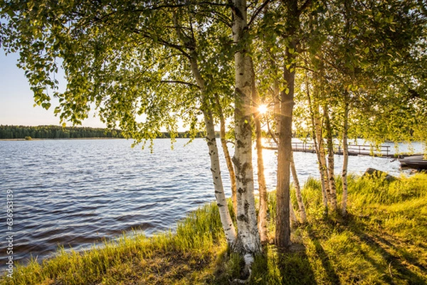 Fototapeta Midnight sun shining through birch trees at a lake in Finland