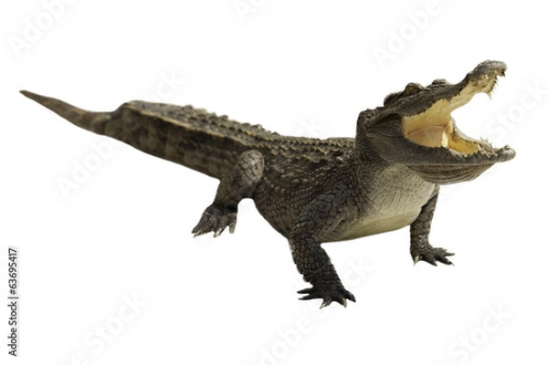 Fototapeta crocodile