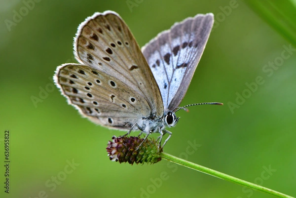 Obraz 真夏の高原で見られる小さな青いチョウ、ゴマシジミ