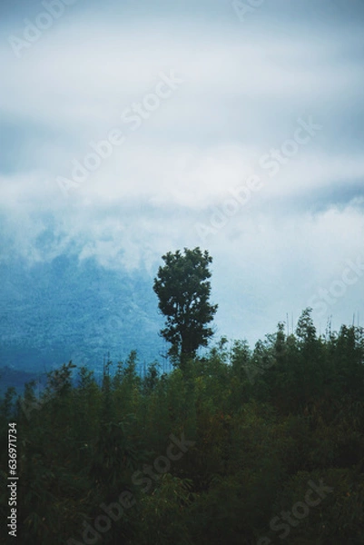 Fototapeta Trees are as close to immortality as the rest of us ever come