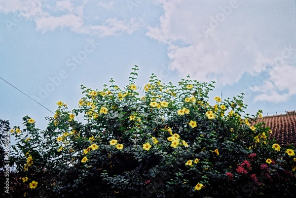 Obraz flowers and blue sky