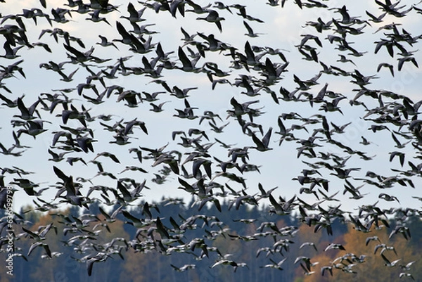 Fototapeta Thick flock of barnacle goose flying in fast speed past forest with Autumn foliage on October Afternoon in Helsinki, Finland.