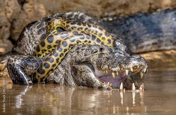 Obraz Cayman (Caiman crocodylus yacare) vs Anaconda (Eunectes murinus). Cayman caught an anaconda. Anaconda strangles the caiman. Brazil. Pantanal. Porto Jofre. Mato Grosso. Cuiaba River.