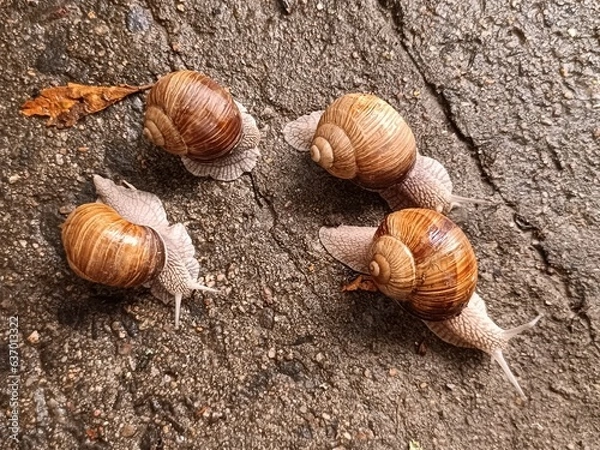 Fototapeta A group of cute snails crawls on wet asphalt. Photo of the snail family: large snails on the ground close-up.