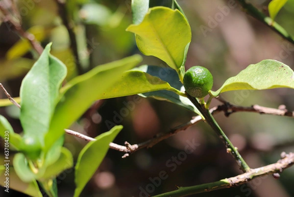 Obraz キンカンの実（未熟果）