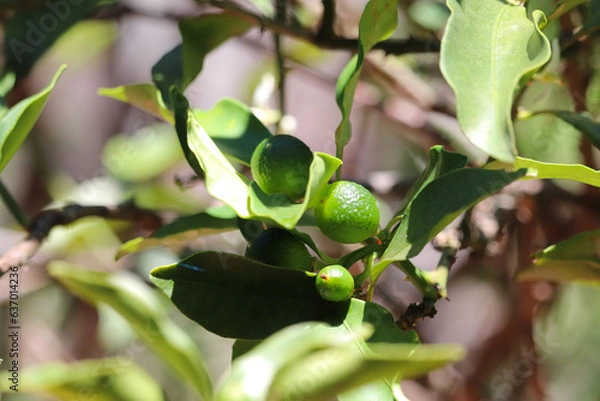 Obraz キンカンの実（未熟果）