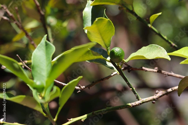 Obraz キンカンの実（未熟果）