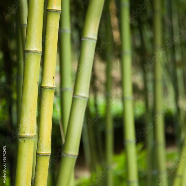 Fototapeta Bamboo forest background