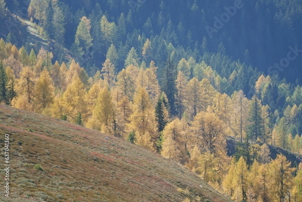 Obraz Lärchen im Herbst