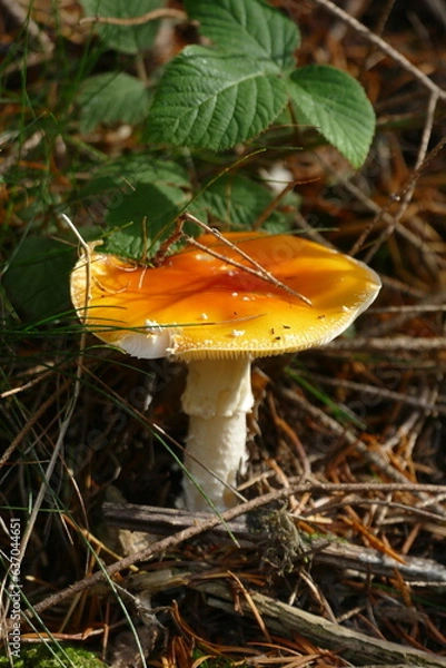 Obraz Pilz sonnt sich