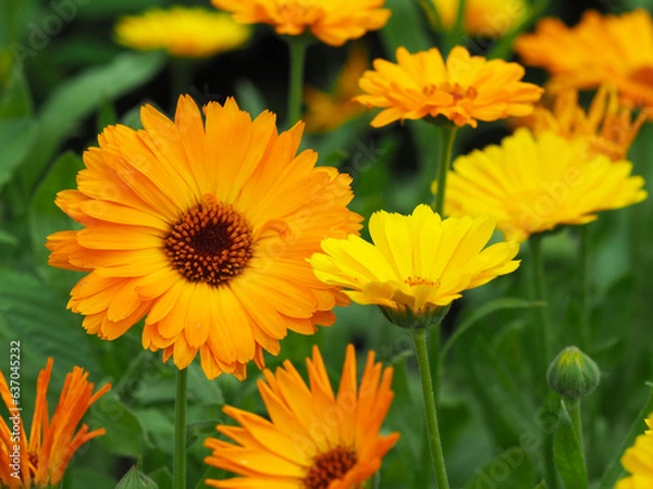 Fototapeta Ringelblumen (calendula officinalis)