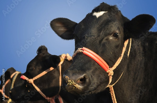 Obraz Isolated Buffaloes