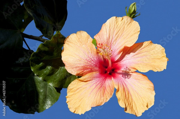 Obraz Hibiscus Isolated
