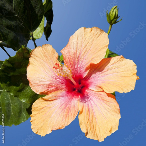 Obraz Hibiscus Isolated