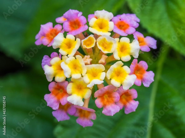 Obraz 小さな花 美しい花 可愛い花 ランタナ