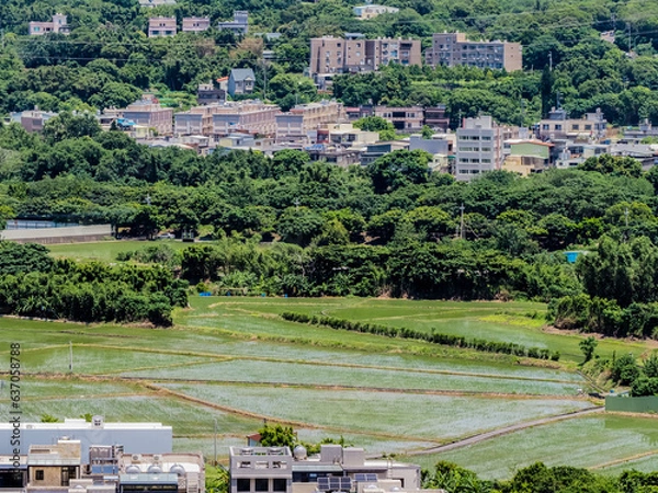 Obraz 田舎の風景 台湾新竹縣 田園 田植え
