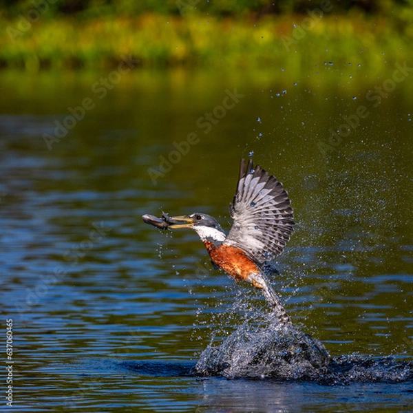 Obraz Ringed Kingfisher in the pantanal, brazil