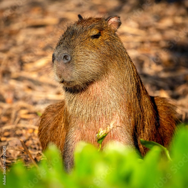 Obraz Capibara, Pantanal, Brazil