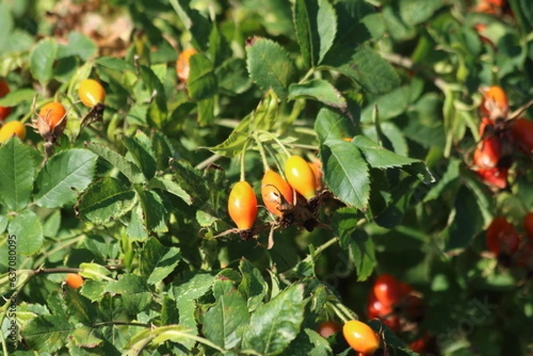 Obraz  rose hip or rosehip is the accessory fruit of the various species of rose plant.
