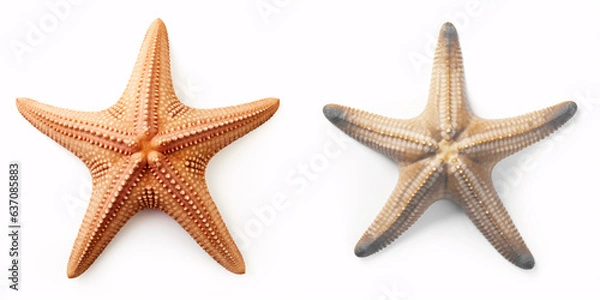 Fototapeta Isolated starfish on a white background: ocean, sea, beach - perfect for summer vacation design. Flat lay, top view, with subtle shadows.