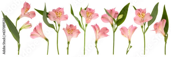 Obraz Set of isolated leaves and lilies of pastel pink color separately on transparent background PNG