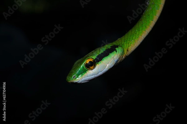 Obraz Serpiente con fondo negro