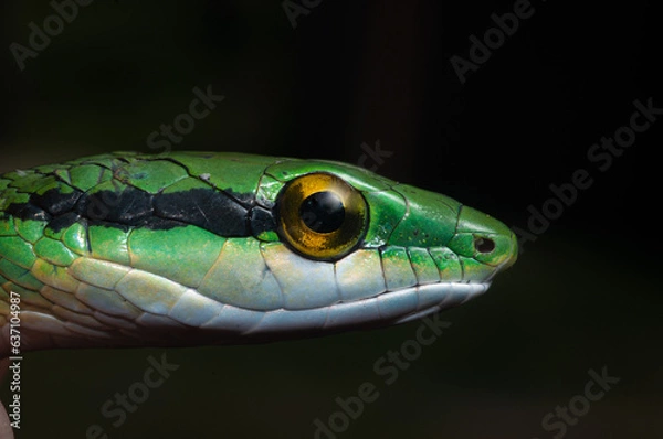Fototapeta Serpiente verde de cerca