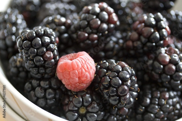 Obraz Blackberries