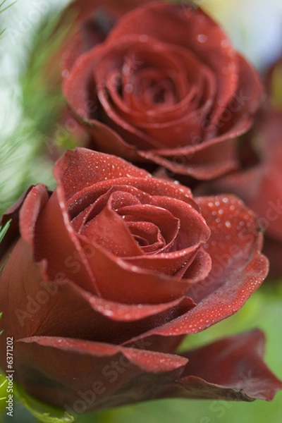 Obraz Red Roses